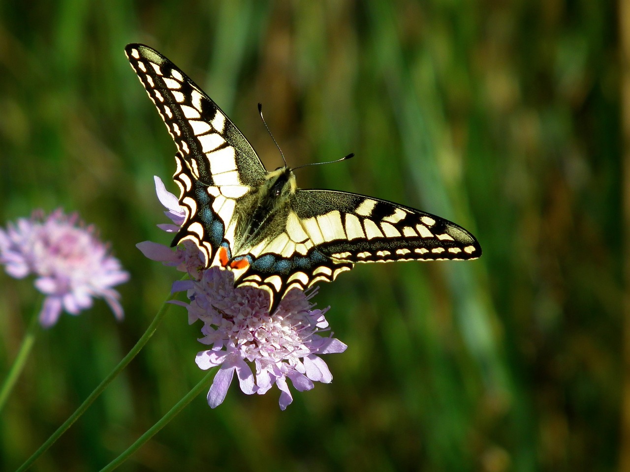 Turn Your Backyard into a Nature's Retreat